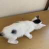 個性的な柄のキジ白じょな君１、５ヶ月離乳中 サムネイル5
