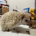 生後7ヶ月のハリネズミ♀です