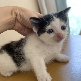 可愛い黒白ハチワレむつちゃん 離乳中