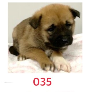 里親決定しました。