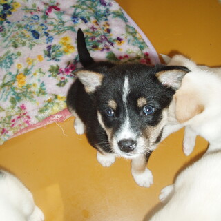 黒系で人懐っこい男の子