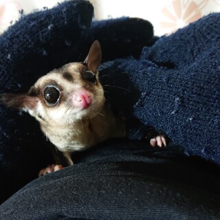 フクロモモンガ男の子