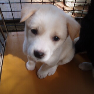 小ぶりの女の子です