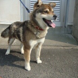 里親様決定しました！