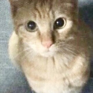 【代理投稿】人の都合で外に出された家猫ちゃんです