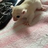 つーくん  スノー