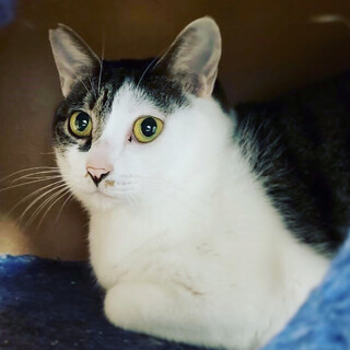 前髪ハンサム★ぼんちゃん