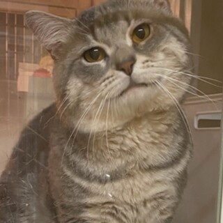 ブるークリーム色のマンチカンの短足君