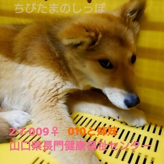 期限間近！下向き女の子！