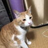 の写真