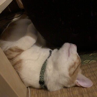 の写真