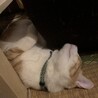 の写真