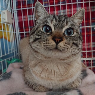 【テレお見合い可】蒼い瞳の穏やか一休とお幸せに♡