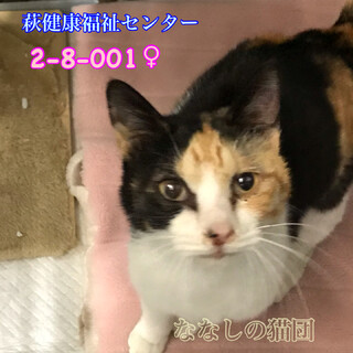 引出しました⭐︎人馴れ抜群！三毛ちゃん 001