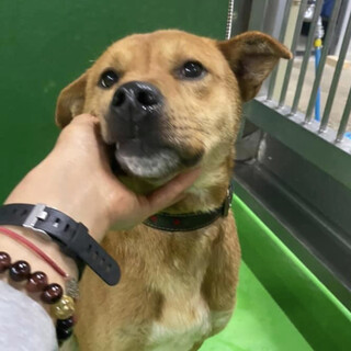 里親様決定しました✨ありがとうございます