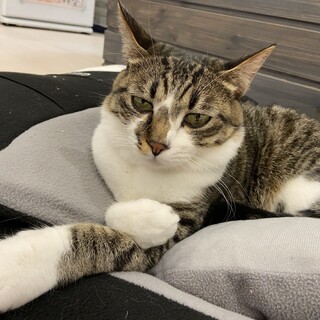 人馴れ抜群　奄美大島から来た3歳白キジの女の子　