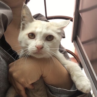 人懐っこい白ねこ君（茶色のぶちアリ〼）