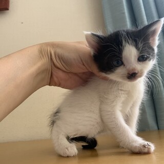 可愛い黒白ハチワレ　ふじちゃん離乳中