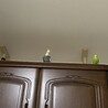 タンスの上にも載るようになりました