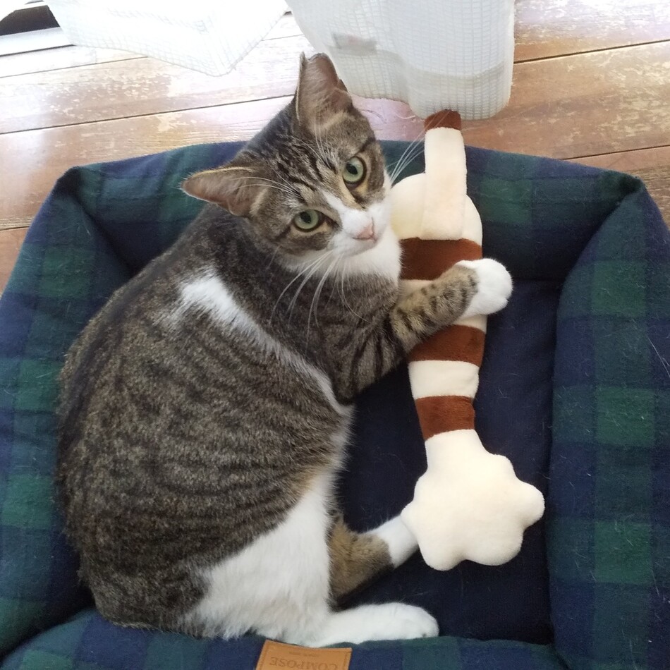 ベルのカバー写真