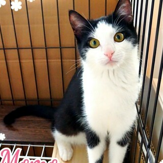 きょとん顔が得意なハチワレです♥️