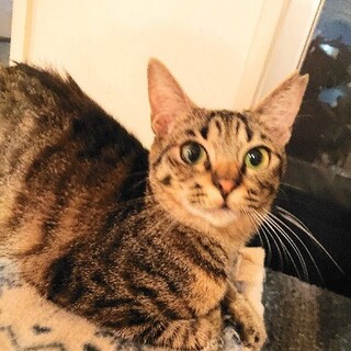 性格良しの美猫　こうちゃん　動画あり