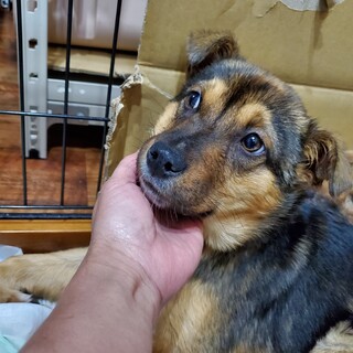 シェパード風の子犬ちゃん里親募集