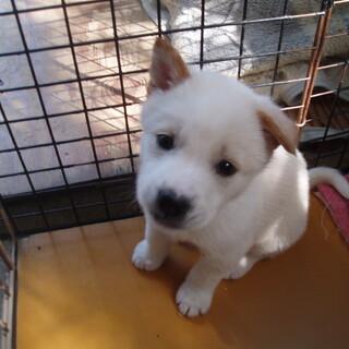 人懐っこい男の子