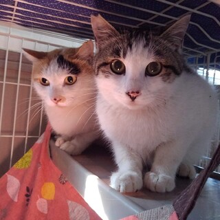 いったん募集停止：イケにゃん【そぅた】