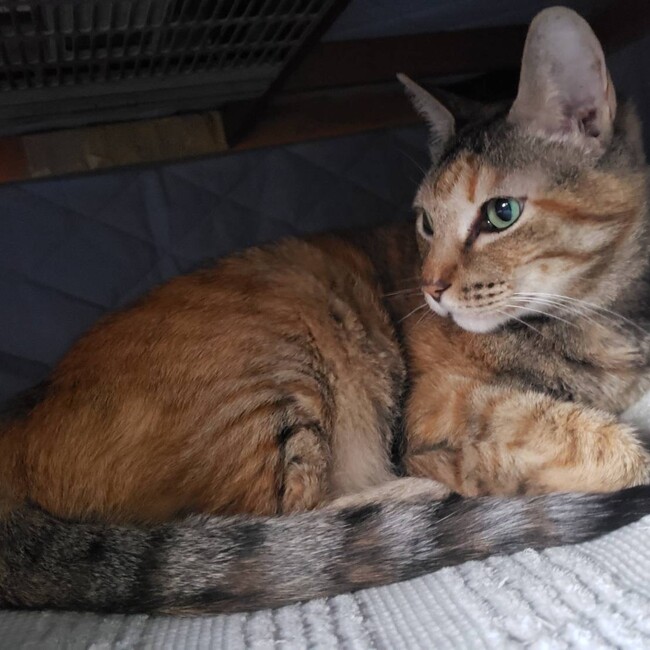 miko0304のカバー写真