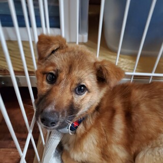 シェパード風の子犬ちゃん里親募集