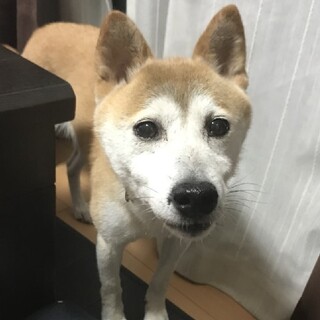 【トモコ】臆病で慣れるまでに時間がかかります。