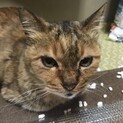 捨てられたココさん、里親さま決定