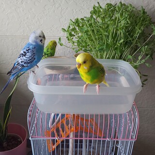 近々入院予定の為、里親様募集です