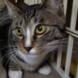 靴下を履いたキジ白ジュレくん