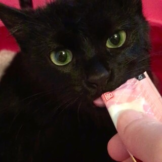 仲良し黒猫兄弟生後5ヵ月くらいペアで