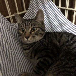 かぎしっぽのアイスちゃん