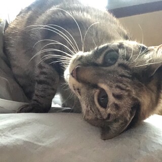 シャムMIX 甘えん坊の男の子