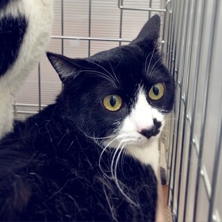 ナデナデ好きつばさくん