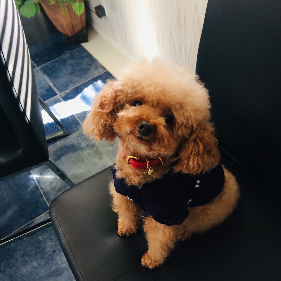 ティナのカバー写真