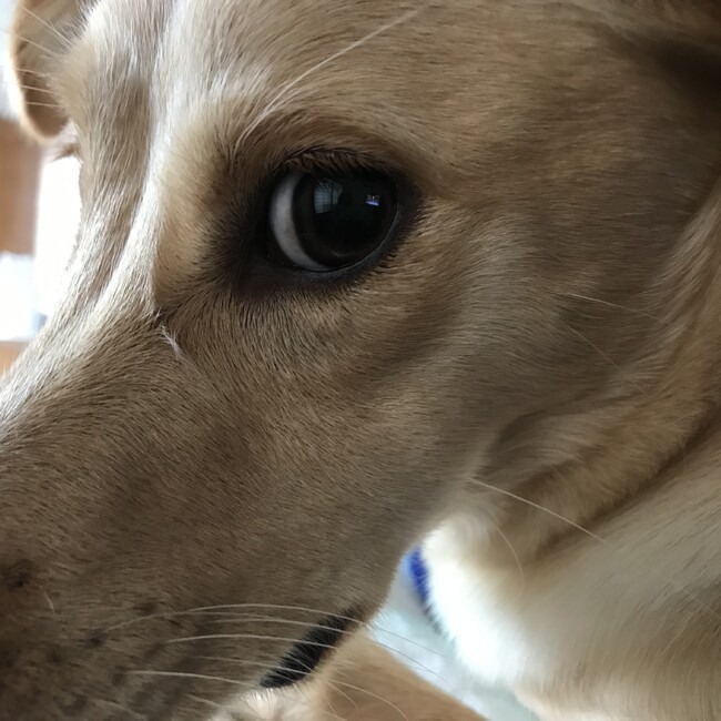 Quemicoのカバー写真