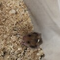 ゴールデンハムスターメス3匹