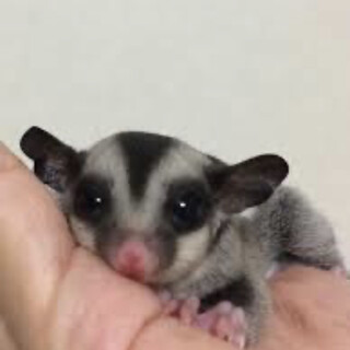 フクロモモンガ　女の子　赤ちゃん