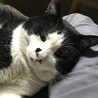 にゃんプラス（保護活動者）