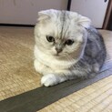 スコティッシュフォールド　女の子