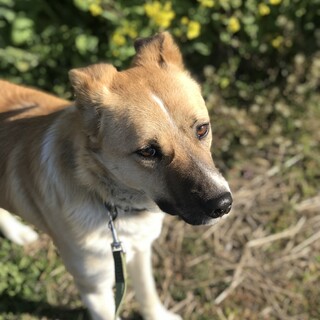 《交渉中》もうすぐ2歳・らいくん