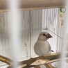 2020年１月生まれのシルバー文鳥です。 サムネイル2