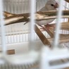 2020年１月生まれのシルバー文鳥です。 サムネイル3