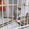 2020年１月生まれのシルバー文鳥です。 サムネイル4
