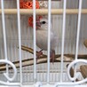 2020年１月生まれのシルバー文鳥です。 サムネイル5
